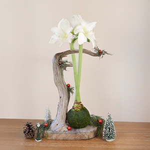 Kit <span class=keywords><strong>Amaryllis</strong></span> Kokedama <span class=keywords><strong>de</strong></span> style campagnard avec boule <span class=keywords><strong>de</strong></span> mousse pour le sol à l'aide <span class=keywords><strong>de</strong></span> pots <span class=keywords><strong>de</strong></span> fleurs et <span class=keywords><strong>de</strong></span> jardinières <span class=keywords><strong>de</strong></span> qualité supérieure pour le jardinage intérieur - Product Image 5