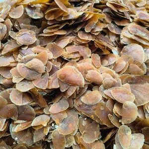 Conchiglia di Conca Marina Naturale ad Alta Purezza per Fragranze al Muschio - Product Image 6