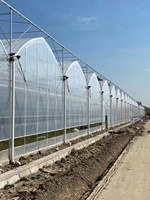 Serre tunnel à simple travée galvanisée à chaud avec film plastique agricole pour la culture de légumes et de fruits