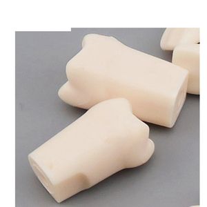 نموذج دراسة الأسنان/الأسنان الدائمة ذو جذور مستقيمة - Product Image 5