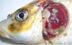 Premezcla Mejorada para Alimento de Peces y Camarones con Vitaminas y Enzimas de Grado Alimenticio que Mejora el Metabolismo, la Capacidad Antiviral y la Física - Product Image 3