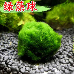 Mosballetjes <span class=keywords><strong>Aquarium</strong></span> <span class=keywords><strong>Aquarium</strong></span> Decoraties Planten Voor Aquatische Huisdieren Decoratieve Indoor Kunstplanten Echte Mosballen - Product Image 4