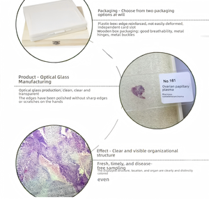 Diapositivas Biológicas de Histología de Insectos: Frotis de <span class=keywords><strong>Sangre</strong></span> de Gusano de Seda para Enseñanza General <span class=keywords><strong>en</strong></span> Ciencias Médicas y Biológicas - Product Image 2