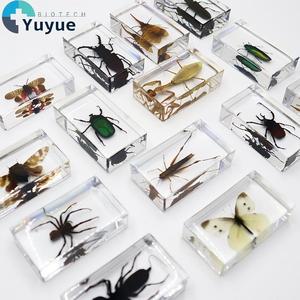 Spécimens d'insectes réels en résine, taxidermie d'insectes préservés pour l'enseignement de la biologie et l'apprentissage des sciences de la nature - Product Image 1