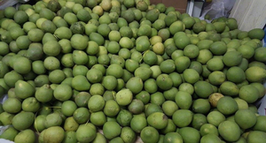 Pomelo Verde Orgánico, Pomelo Fresco de Primera Calidad con Pulpa Rosa, Cultivo en Vietnam, Tipo Ms. Nicky (+84) 971 879 377 - Product Image 6