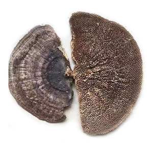 Champignons Hexagonia Apiaria de haute qualité, naturels, bruts et sauvages, à vendre - Product Image 1