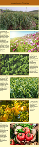 MKP <span class=keywords><strong>20</strong></span> Kg Fertilizzante Idrosolubile per Agricoltura, Alberi da Frutto, Fiori e Foglie, Fosfato Monopotassico MKP 99% - Product Image 3