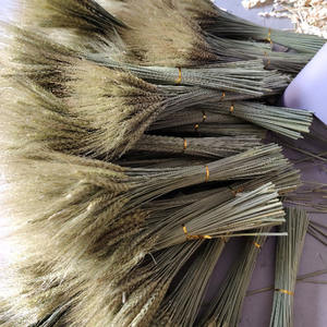 Vente en gros de fleurs séchées de haute qualité pour la décoration intérieure Bouquet de blé oreille séchée naturelle - Product Image 4