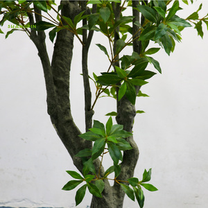 Plantes artificielles en latex de type Andromède japonaise (<span class=keywords><strong>Pieris</strong></span> <span class=keywords><strong>japonica</strong></span>) à toucher réaliste, feuillage vert pour intérieur et extérieur - Product Image 4