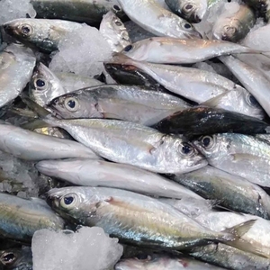 Poisson Scad à gros yeux congelé en vrac poisson marin capturé IQF entier idéal pour la production de farine de poisson et les aliments pour l'aquaculture - Product Image 5