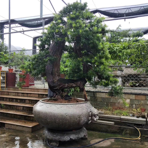 Garten Naturstein Baumtopf Hochbeet Terrasse Rechteckige Große Granit-Pflanzschalen Kunst-Bonsai-Blumentöpfe Pflanzgefäße - Product Image 2