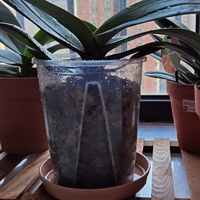 Fournitures de jardin, pot à orchidées transparent en plastique respirant à fentes, pas cher, pour plantes d'intérieur