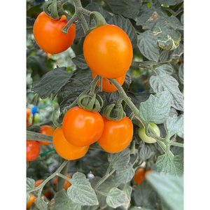 Dolce succosa piccola ciliegia gialla pomodoro frutta fresca cina frutta - Product Image 1