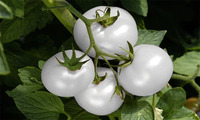 Extrait de tomate blanche 10:1 Solanum Lycopersicum Poudre de tomate cristalline naturelle Matière première végétale naturelle