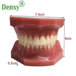 Denxy qualità resina denti ortodontici modello rosso malattia dentale modello dente formazione dentista nella scuola ortodontico typodont - Product Image 2