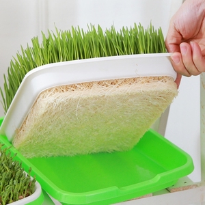 Plateau Microgreen pour la culture sans sol <span class=keywords><strong>Plaque</strong></span> de <span class=keywords><strong>germination</strong></span> Plantation hydroponique d'arachide Semis de pépinière - Product Image 1