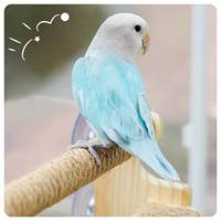Perchoir en corde pour perroquet, jouet pour agapornis et calopsitte, bol à nourriture à ventouse pour vitre de voiture, hamac pour oiseaux