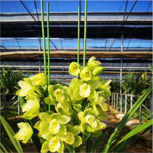 Piquets de tomate de 3,2 mm, piquets de plantes en métal recouverts de plastique, supports pour plantes d'intérieur et d'extérieur, légumes - Product Image 3