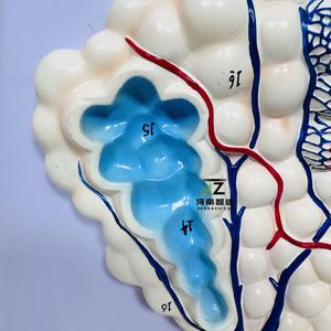 Modelo médico de pulmón Anatomía humana Modelo de alivio agrandado alveolar - Product Image 6