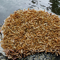 Alimentation Premium pour Animaux de Compagnie : Gammarus et Crevettes Jaunes Séchés au Soleil 100% Naturels (0,5-1 cm) pour la Santé de la Peau et du Pelage - Vente en Gros - Durée de Conservation 3 Ans