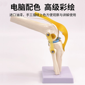 Modelo de simulación de rodilla humana para enseñanza, con ligamentos, huesos, demostración de funciones médicas, hombro, cuello, columna vertebral - Product Image 4