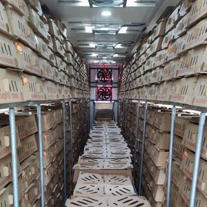 Trasporto di bestiame di pollame pulcino anatroccolo maialino giovane Baby Poussin a temperatura costante camion - Product Image 5