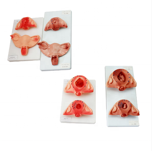Modèle de développement de la grossesse humaine Modèle d'anatomie médicale Modèle d'éducation Fournitures d'enseignement Formation d'infirmière - Product Image 3