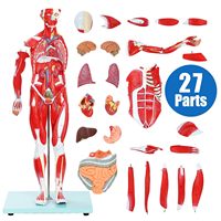 Modèle anatomique du corps humain complet de 80 cm pour l'enseignement des sciences médicales, avec 27 parties, structure musculaire, certifié CE/ISO