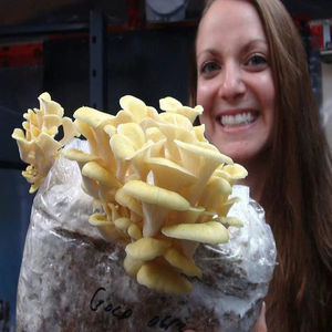 Sacos de Cultivo de Cogumelos Reutilizáveis de Plástico para Cultura Sem Solo e Cultivo de <span class=keywords><strong>Shiitake</strong></span> Biodegradáveis e Ecológicos - Product Image 3