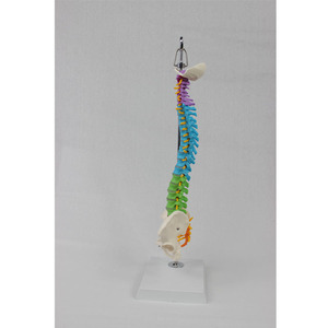 Modèle de démonstration médicale de la colonne vertébrale humaine simulée, taille moyenne, avec ceinture vertébrale colorée et bassin (type suspendu) - Product Image 1