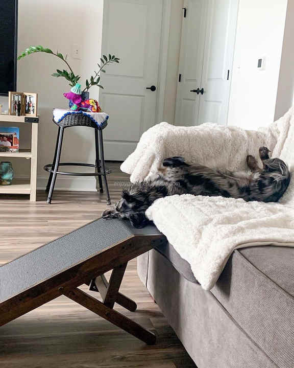 Rampa Pieghevole Per Cani E Gatti - Antiscivolo, 182x41x5 Cm, Per Divani E Letti