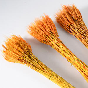 <span class=keywords><strong>Bouquet</strong></span> de blé doré séché naturel en gros pour la décoration de magasin de bureau à domicile accessoires de studio de photographie - Product Image 2