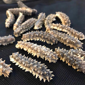 Bán Buôn Khô Thorn King Sea Dưa Chuột Indonesia Biển Dưa Chuột Giá - Product Image 6