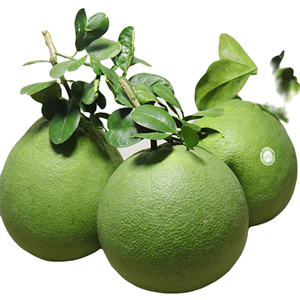 Grossiste en pamplemousse frais du Vietnam Pelures fines de fruits de pomelo bio 70% maturité juteuse saveur aigre-douce - Product Image 1