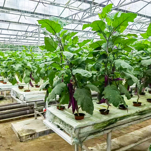 Compact 4m*0.8m*1.8m Hydroponic With Vertical <b>Rack</b> NFT System Large Size for Tomato/Lettuce Crops Hydroponic Sys - Product Image 3