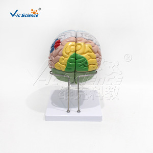 Modèle anatomique VIC-N027D : 2x modèles de localisation fonctionnelle du cortex cérébral ; Modèle anatomique du cerveau humain - Product Image 2