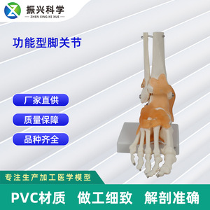 Modèle fonctionnel de l'articulation du pied, modèle d'articulation humaine, modèle pédagogique, fabricant de modèles d'os du pied en gros. - Product Image 5