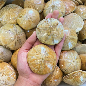 Groothandel Natuurlijke Kristallen Mineraal Gepolijst Helende Kristallen Zeeschelpen Zeester Fossiel Voor Collectie - Product Image 4