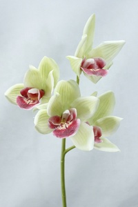 Jolie fleur orchidée artificielle de cymbidien en soie, 4 têtes de fleur, faux latex tactile bleu de haute qualité pour décoration de mariage, ls2179 - Product Image 6