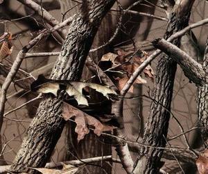 <strong>HYDROGRAPHIC</strong> FILM WATER TRANSFER HYDRODIPPING HYDRO <strong>DIP</strong> REAL TREE CAMO for Car - Product Image 6