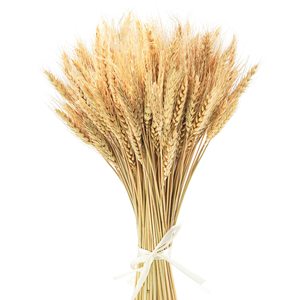 Paquet de tiges de blé <span class=keywords><strong>séchées</strong></span> naturelles pour bricolage décor de cuisine à la maison gerbes de blé séché <span class=keywords><strong>bouquet</strong></span> floral de blé séché conservé - Product Image 5