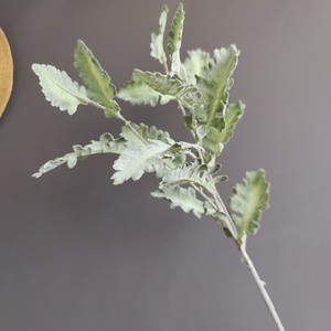 Directo de Fábrica OEM/ODM Tallos Artificiales de Senecio Cineraria Plateado con Hojas Flocadas para Decoración Floral de Bodas - Product Image 6