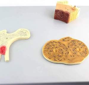 Ciencia y tecnología médica modelo de estructura ósea humana hueso esponjoso denso cartílago perióstico recursos de enseñanza - Product Image 5