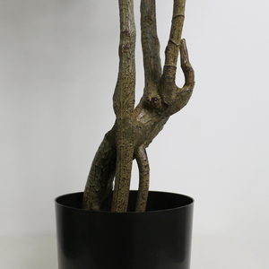 Al aire libre interior hogar Ornamental tamaño pequeño Faux planta en maceta bonsái Artificial Lovesick árbol <span class=keywords><strong>Acacia</strong></span> árbol para la venta - Product Image 4