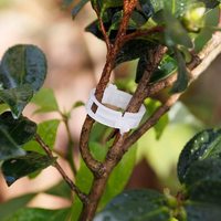 50 pièces/sac, clips de soutien pour plantes, clips pour vignes de tomates, clips pour treillis de tomates, pour faire pousser les légumes grimpants et les tomates debout