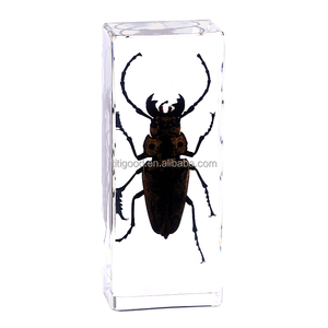 Especímenes de animales en resina para taxidermia, Artesanías de <span class=keywords><strong>insectos</strong></span> personalizadas, Insecto en resina tipo presilla, <span class=keywords><strong>Mantis</strong></span> china, Insecto en resina para pisapapeles - Product Image 2