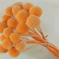 Natürliche konservierte Blumen Großhandel natürliche Pflanze Hochzeit Innendekoration Golden Ball Craspedia Globosa für Wohnkultur
