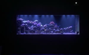 Acuario para Peces <span class=keywords><strong>de</strong></span> <span class=keywords><strong>Agua</strong></span> <span class=keywords><strong>Salada</strong></span> y <span class=keywords><strong>Agua</strong></span> Dulce - Product Image 1