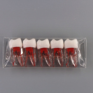 Đồ Dùng Giáo Dục Răng Rễ Nha Khoa Được Truy Cập Loại Nissin Có Khoang Bột Để Thực Hành Chế Độ Giải Phẫu Kiểu Nội Nha - Product Image 2