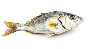 Croaker entier congelé, sauvage et naturel, de qualité supérieure, riche en protéines et faible en glucides, pour la restauration (HoReCa) - Product Image 2